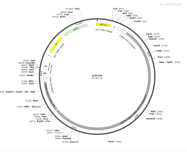 pGR106 载体载体图谱